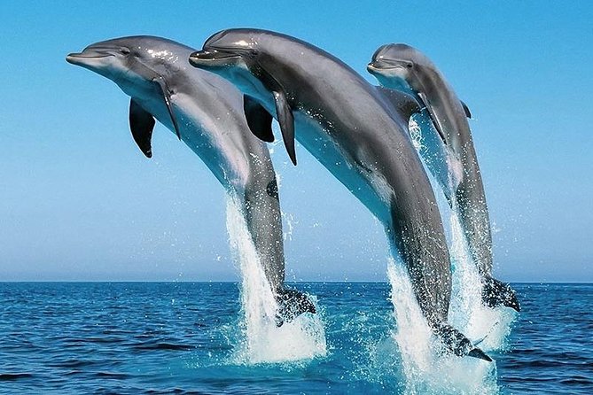 Wasini Dolphin Tour