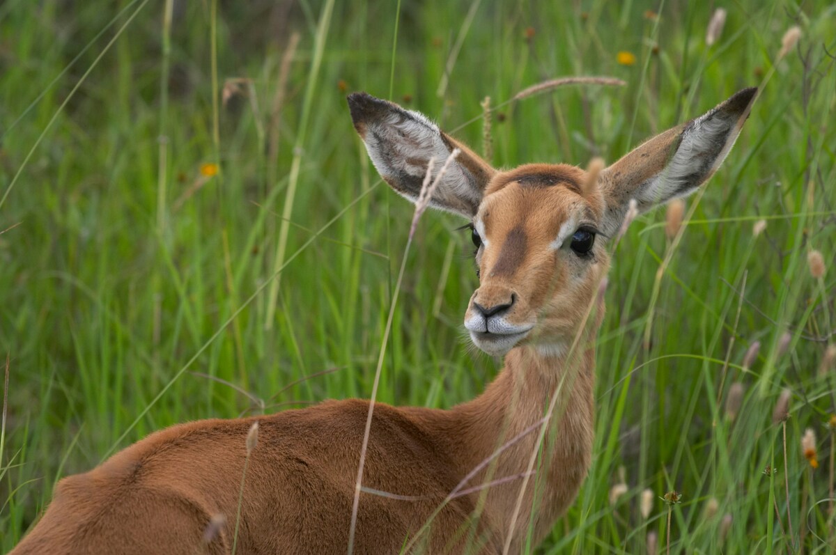 Nairobi National Park & Giraffe Centre, Kenya