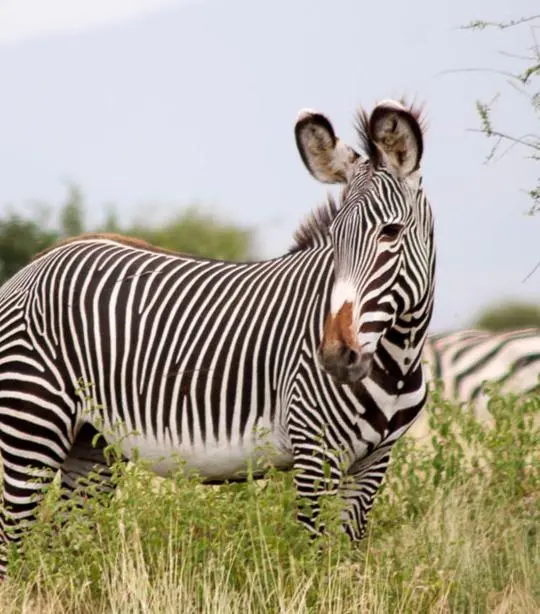 5 Days 4 Nights Samburu Kenya Safari