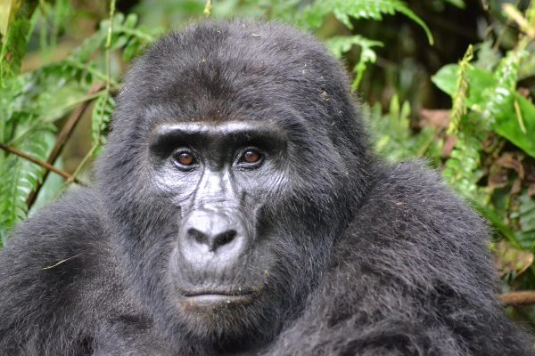 6 日間の野生動物クイーン エリザベスとゴリラのトレッキング サファリ