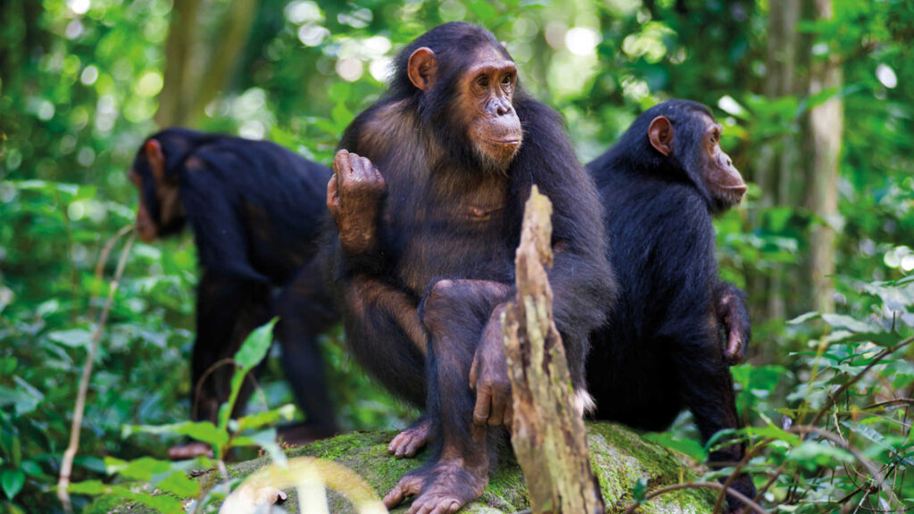 6 Days Gorilla & Chimpanzee Trekking in Rwanda