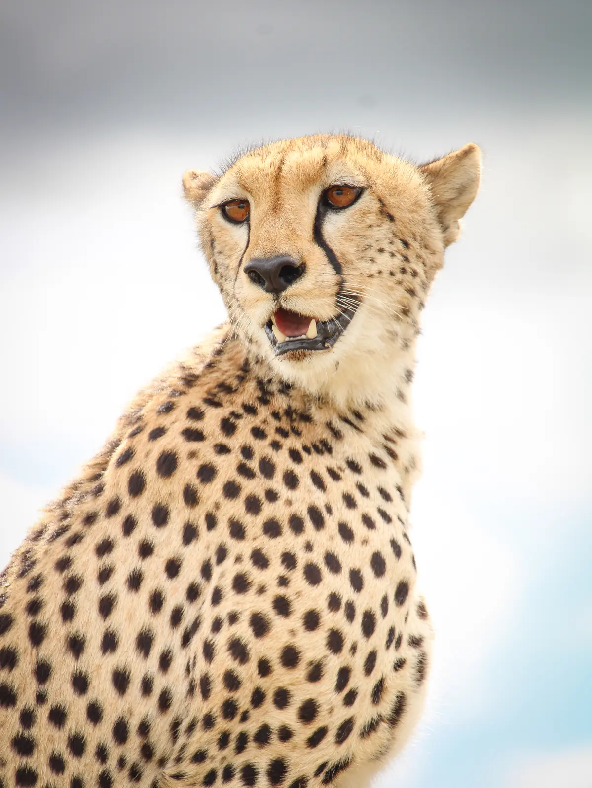 12 Days Maasai Mara - Serengeti and Zanzibar Luxury Fly-In Safari