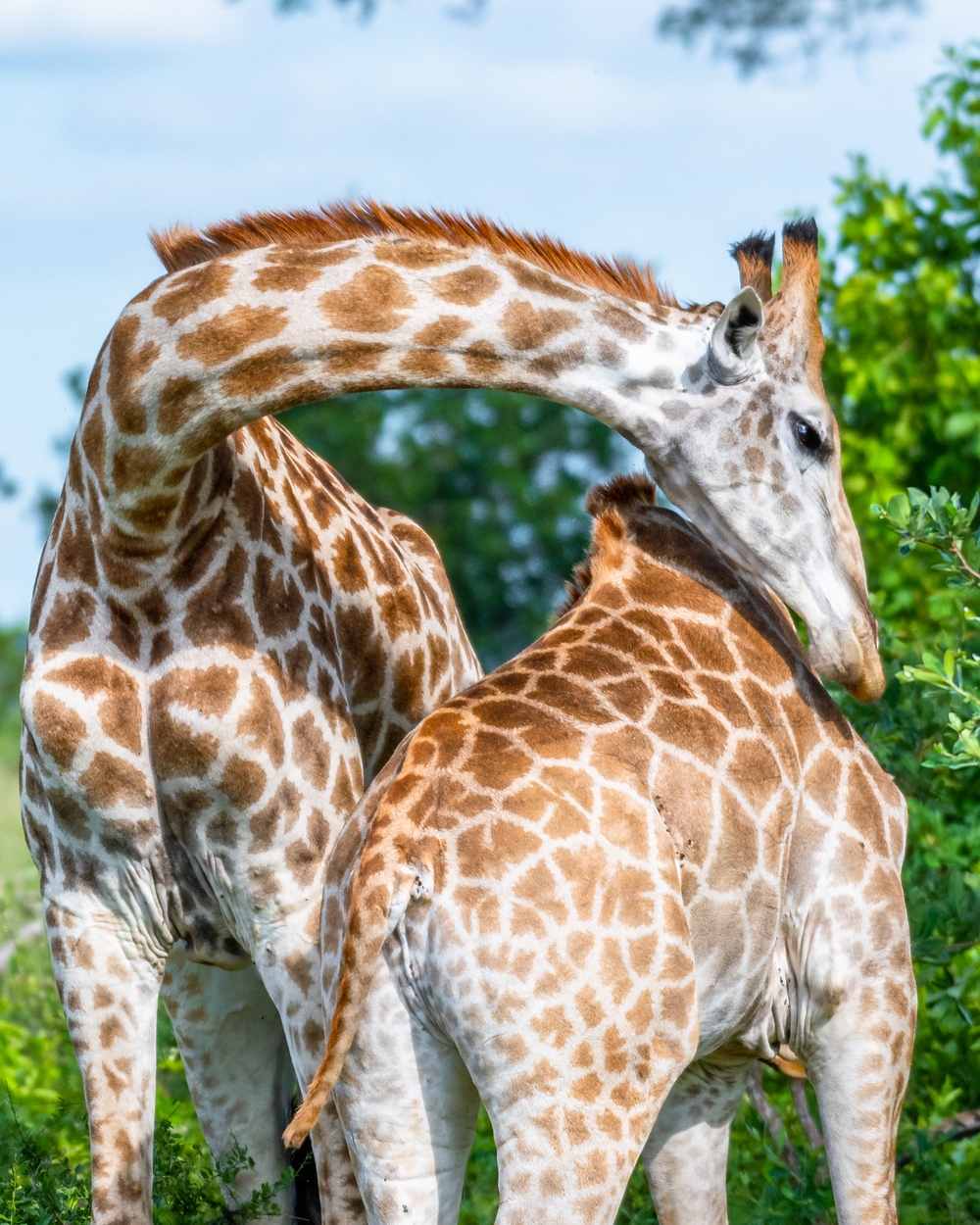 4 Days, 3 Nights Private Comfort Safari to Masai Mara