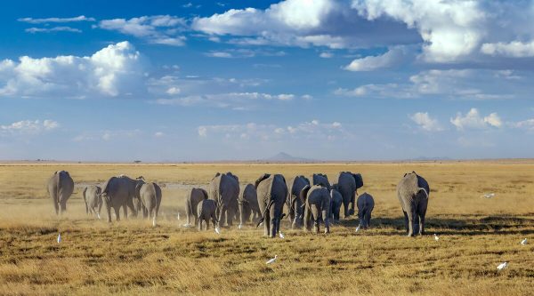 3 Days, 2 Nights Amboseli Private Safari