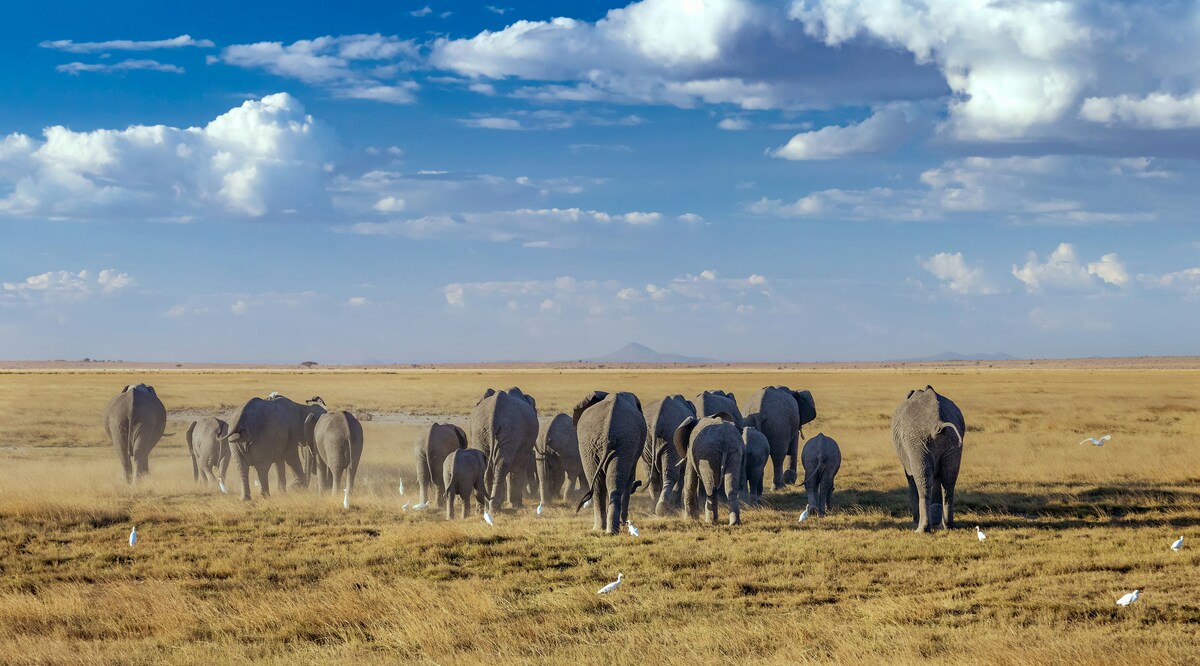 3 Days, 2 Nights Amboseli Private Safari