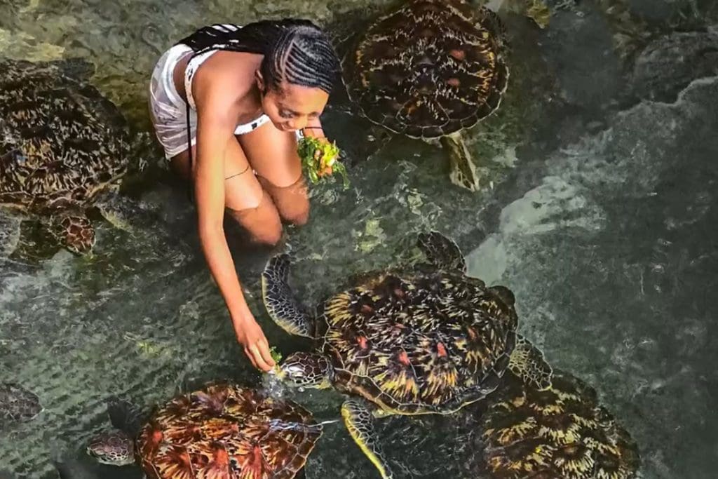 Swim with Turtles — Nungwi