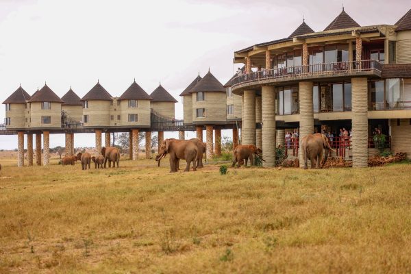 2 Nights Saltlick Safari Lodge — SGR Train Safari Package