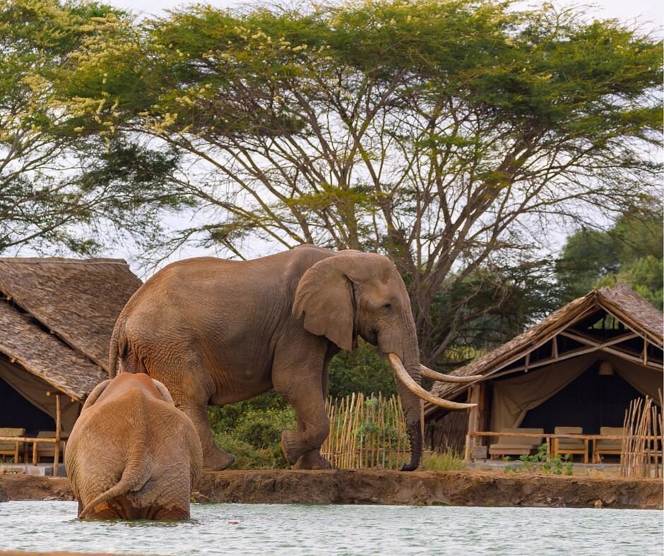 Satao Camp