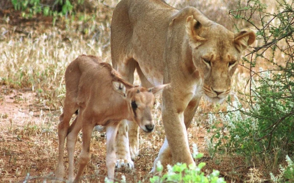 Kamunyak - The Lioness