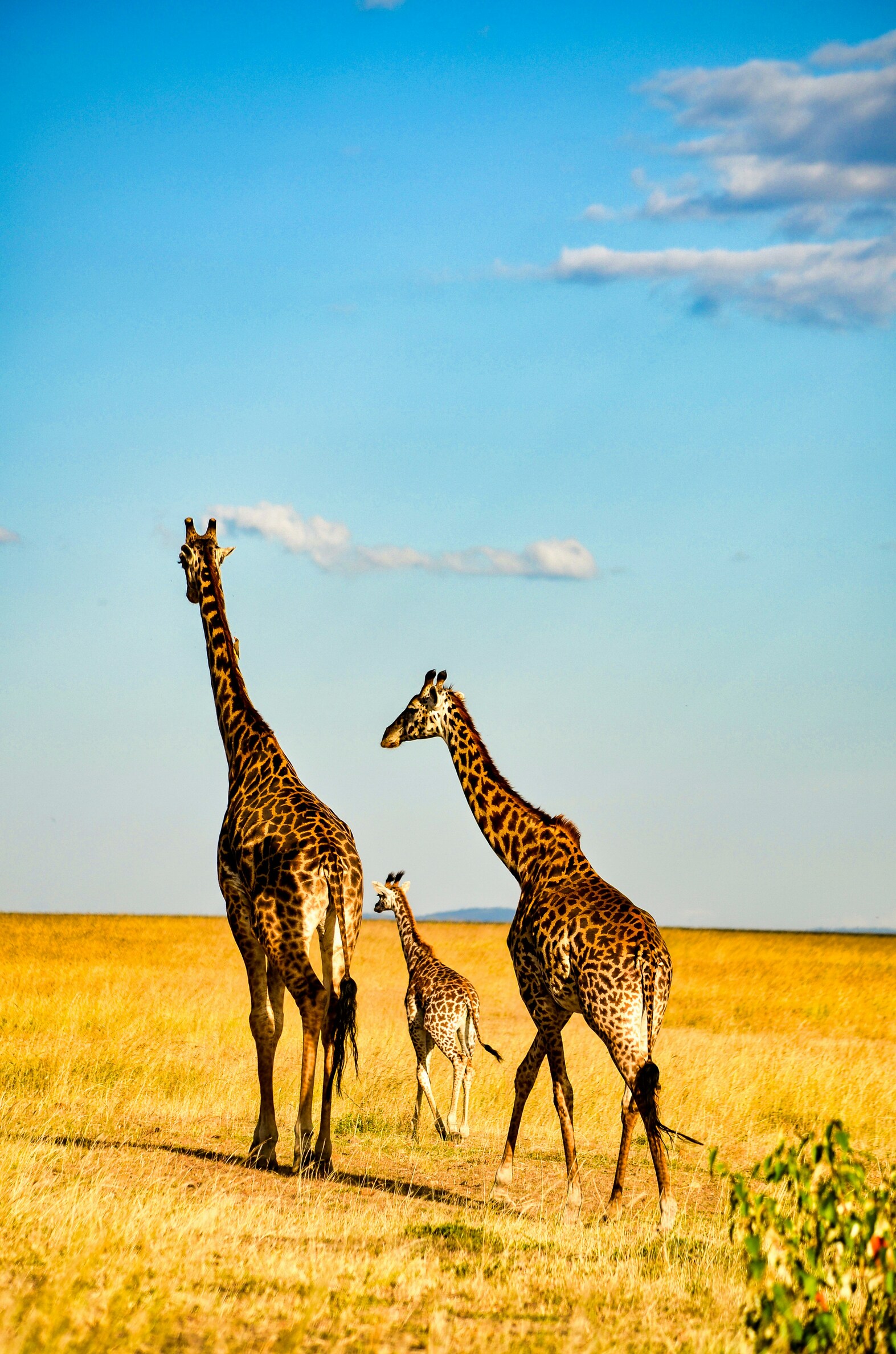 14 Days Kenya Safari & Diani : Wild and Beach